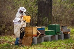 Image of How Organic Acacia Honey is Harvested: A Peek Into Sustainable Beekeeping