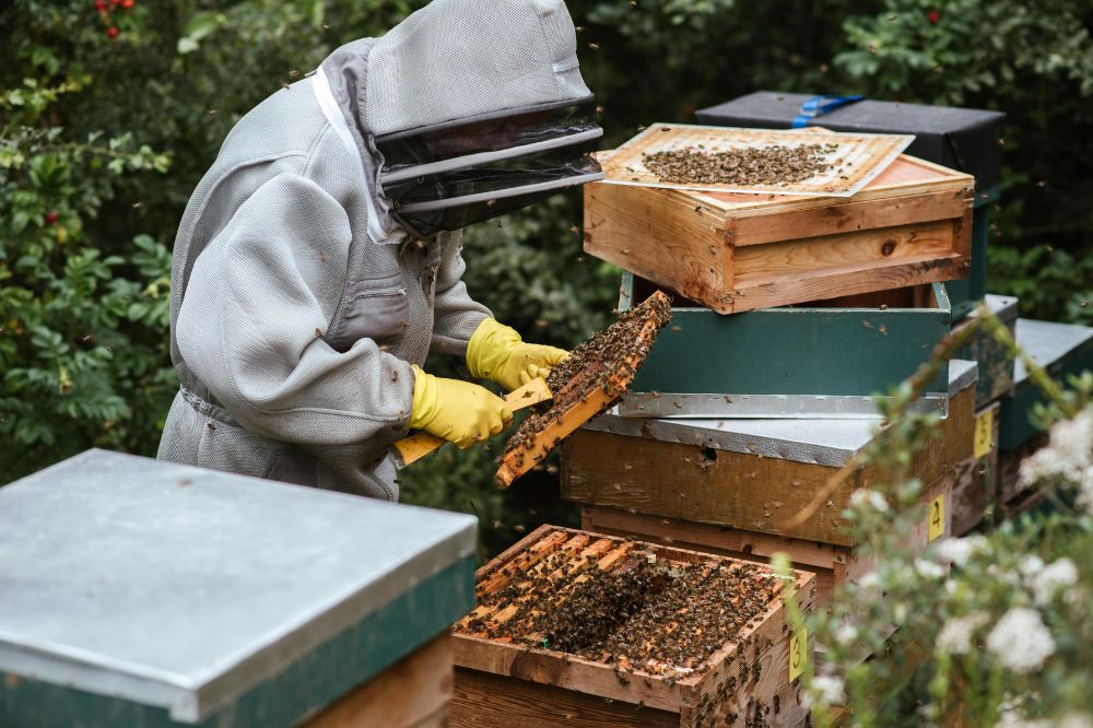 From Hive to our Lives
